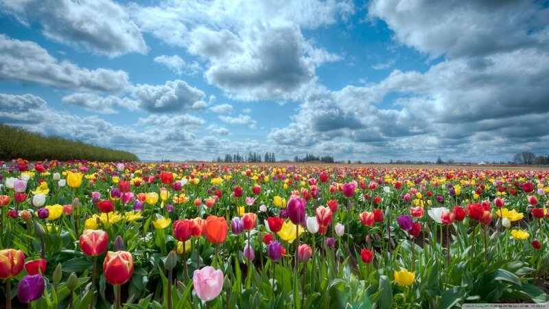 Colorful Tulip Field — Blue, Serene, Spring, Photograph