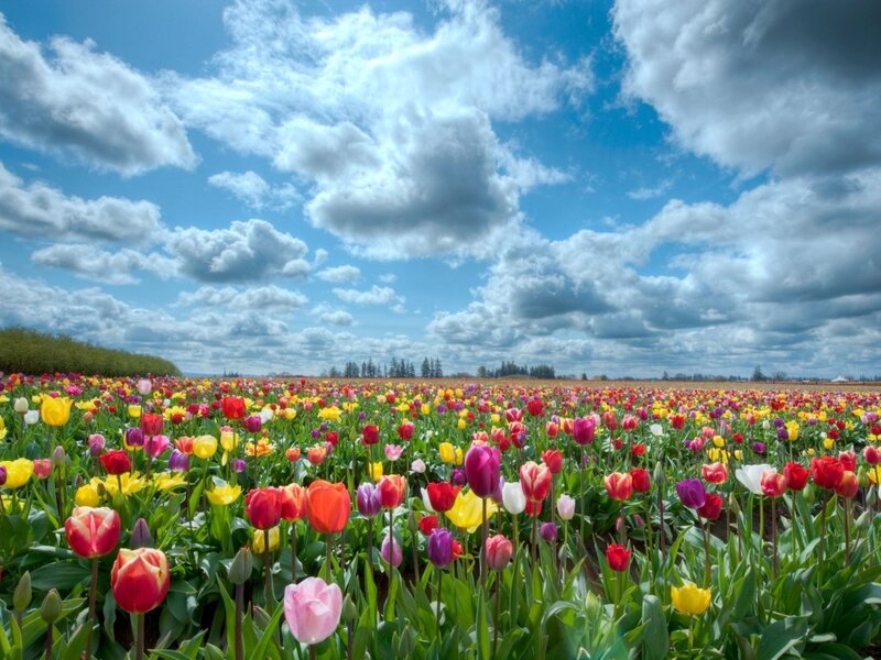 Colorful Tulip Field — Blue, Serene, Spring