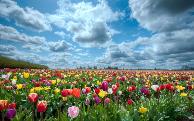 Colorful Tulip Field — Blue, Serene