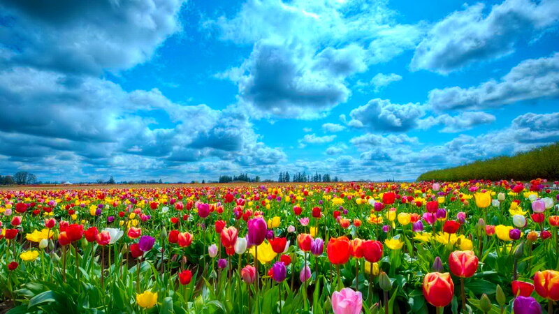 Colorful Tulip Field — Blue, Vibrant