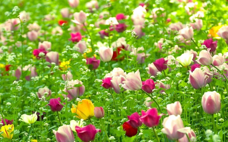 Colorful tulip field in bloom