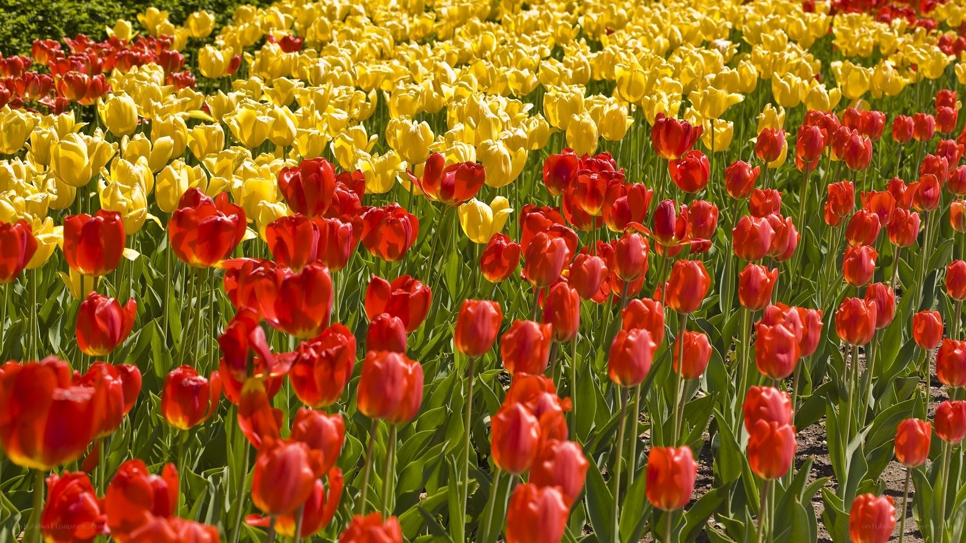 Colorful tulip field in bloom
