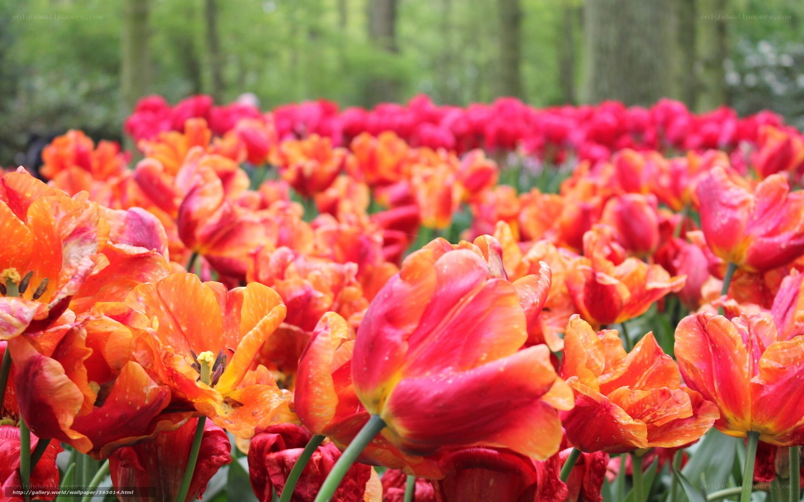 Colorful tulip field in bloom