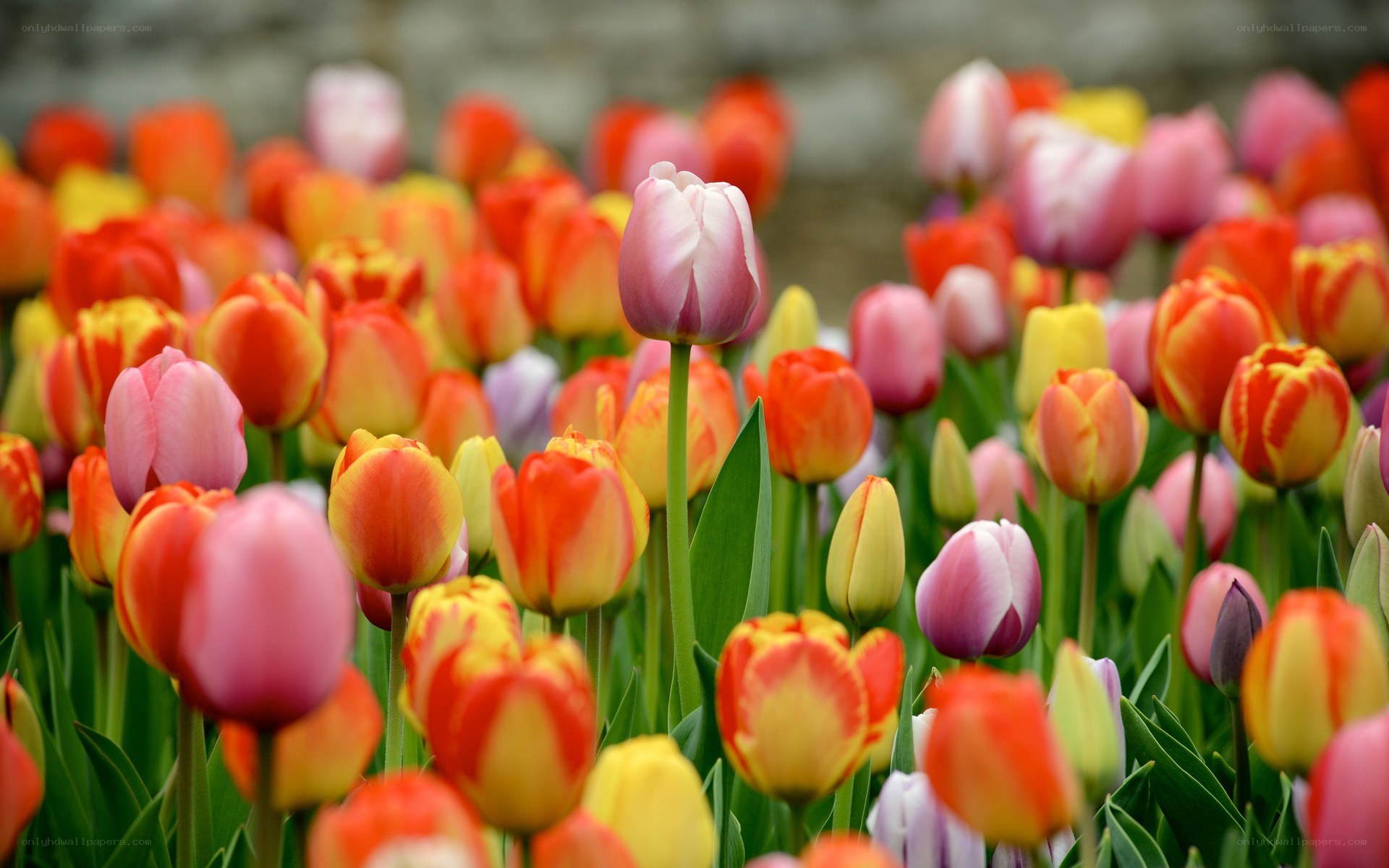 Colorful tulip field in bloom