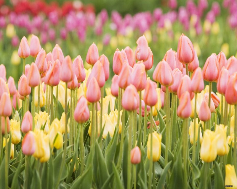 Colorful tulip field in bloom