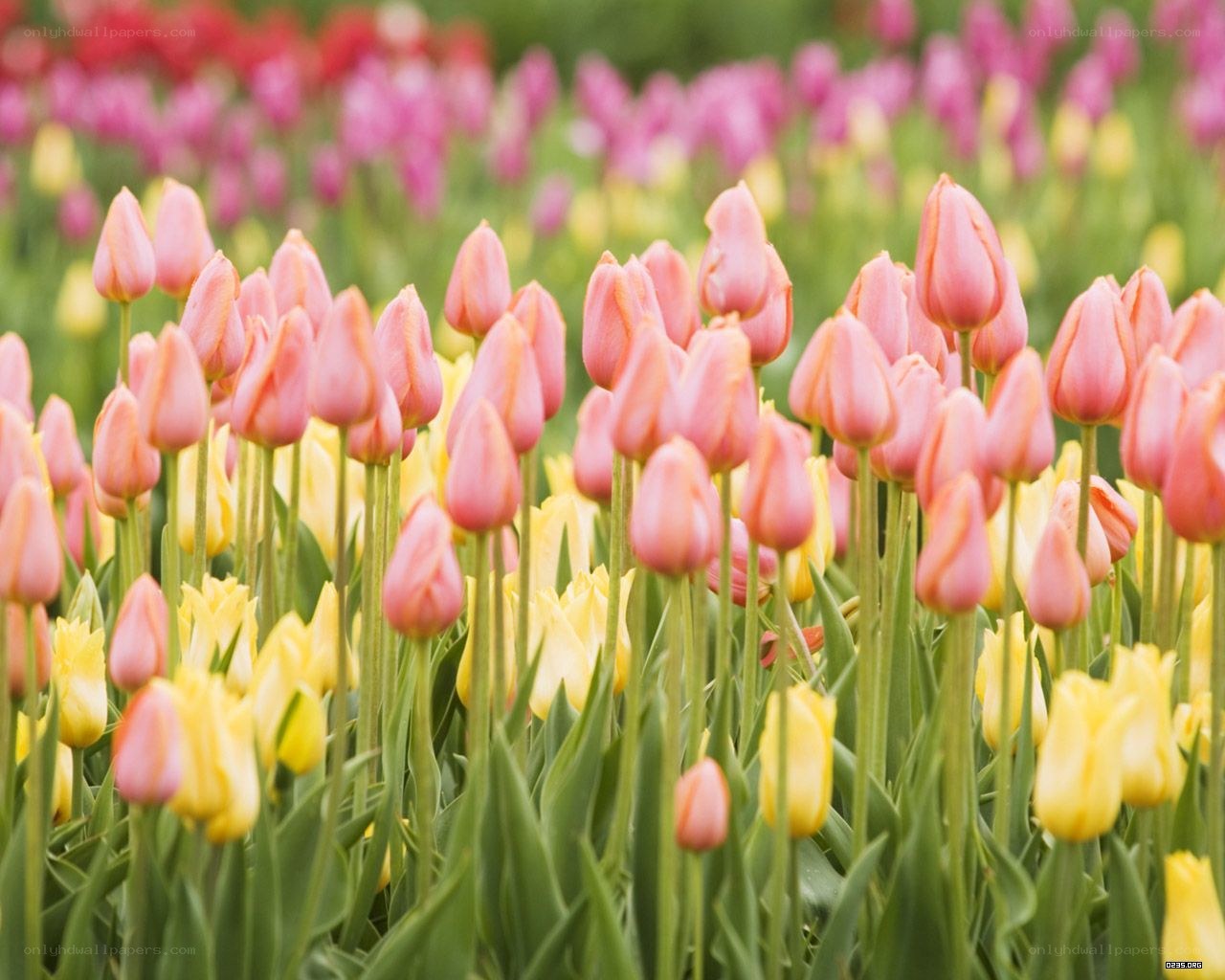 Colorful tulip field in bloom