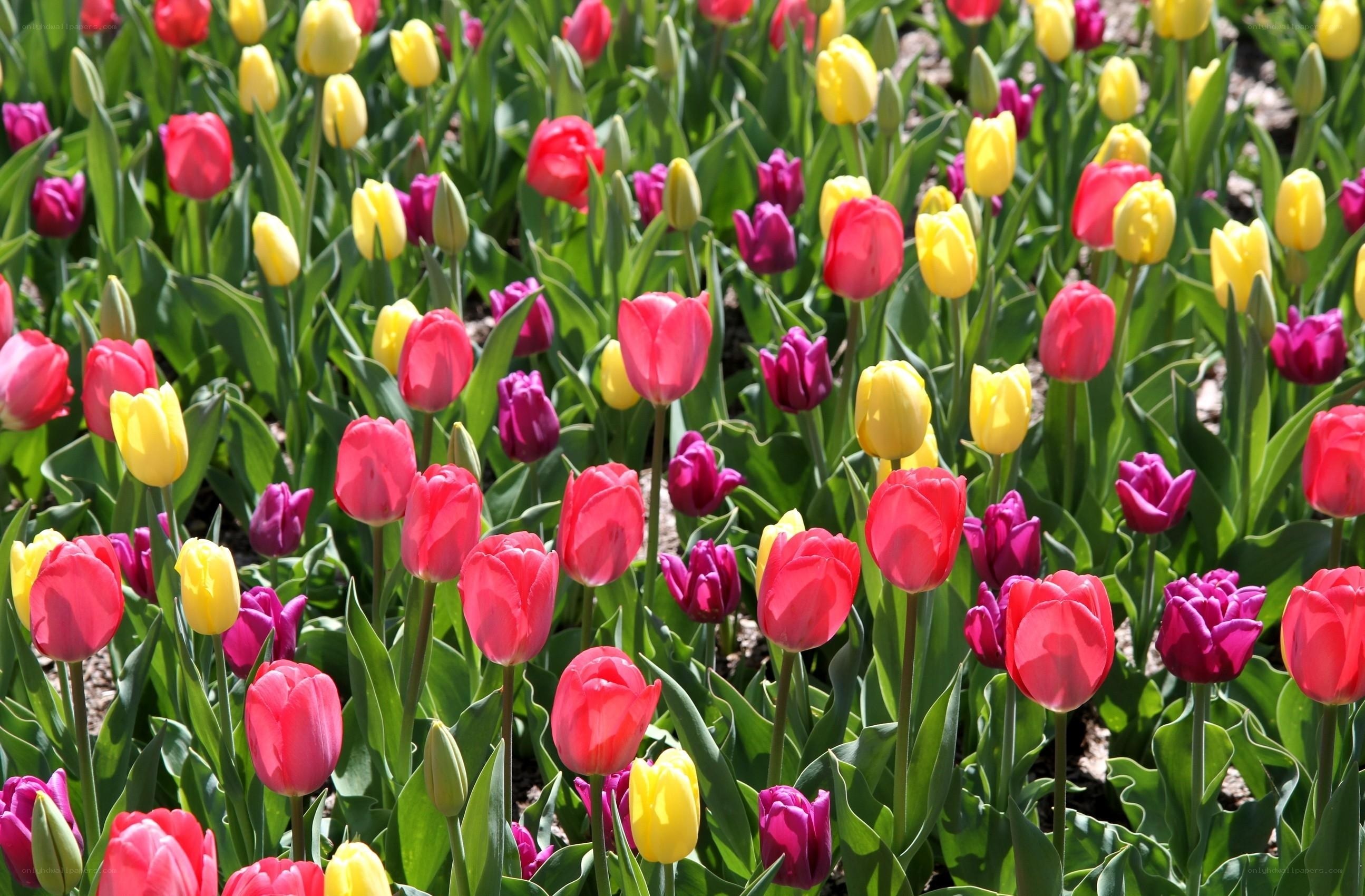 Colorful tulip field in bloom