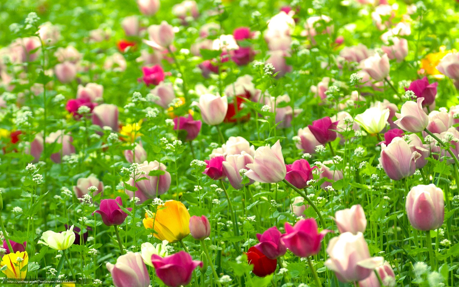 Colorful tulip field in bloom