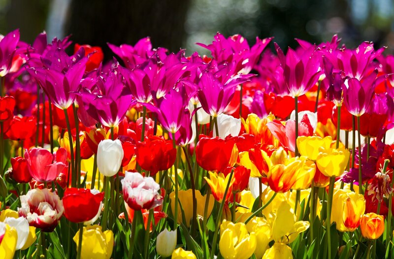 Colorful tulip field in bloom