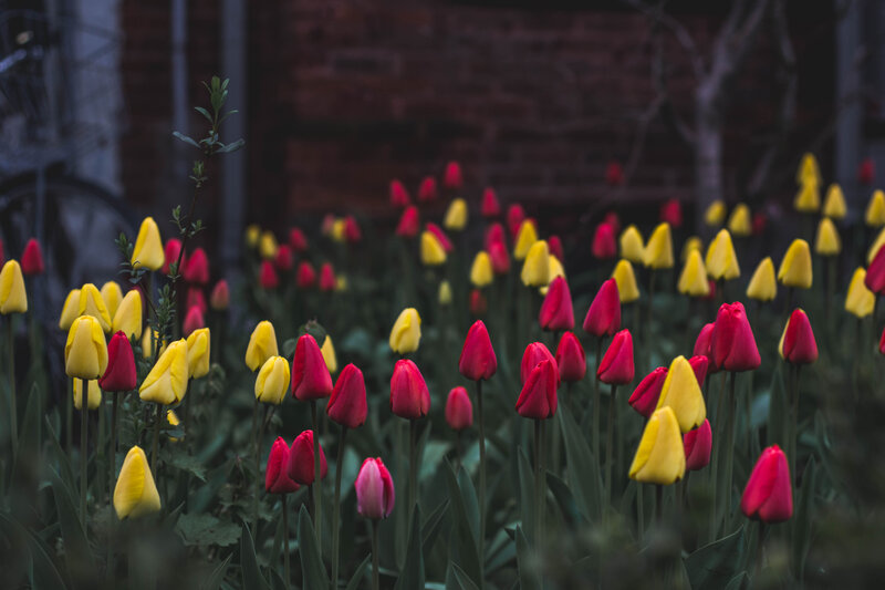Colorful tulip field in garden