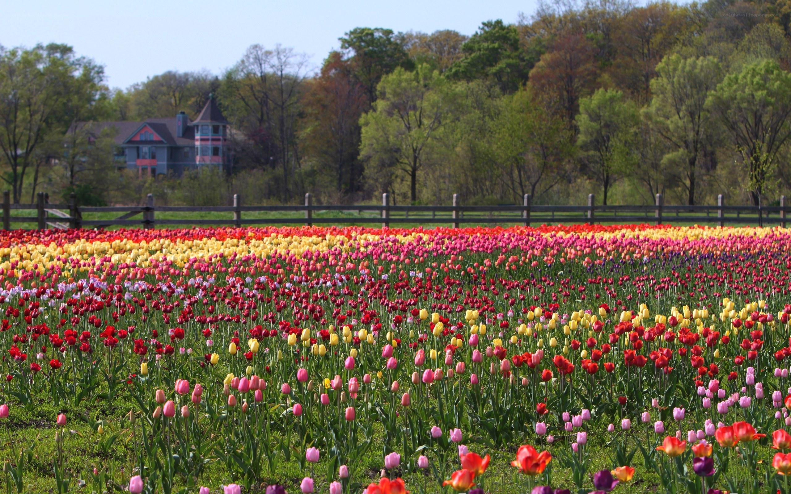 Colorful tulip field in spring