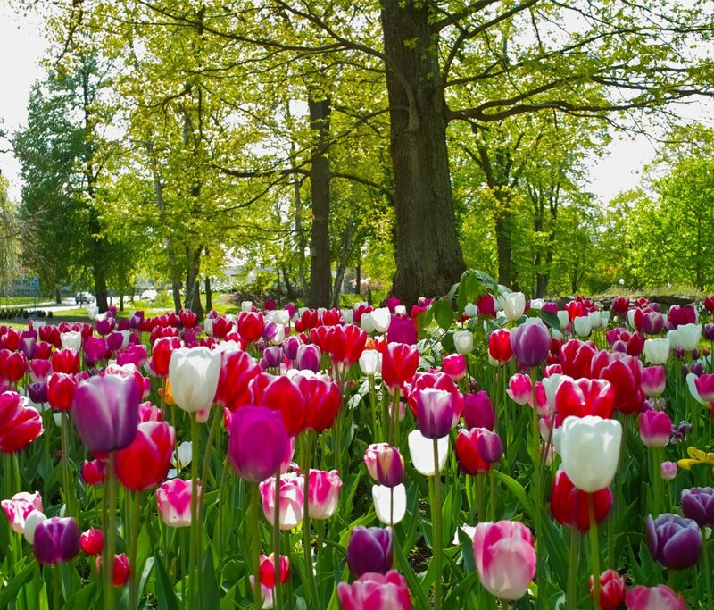 Colorful tulip field in spring