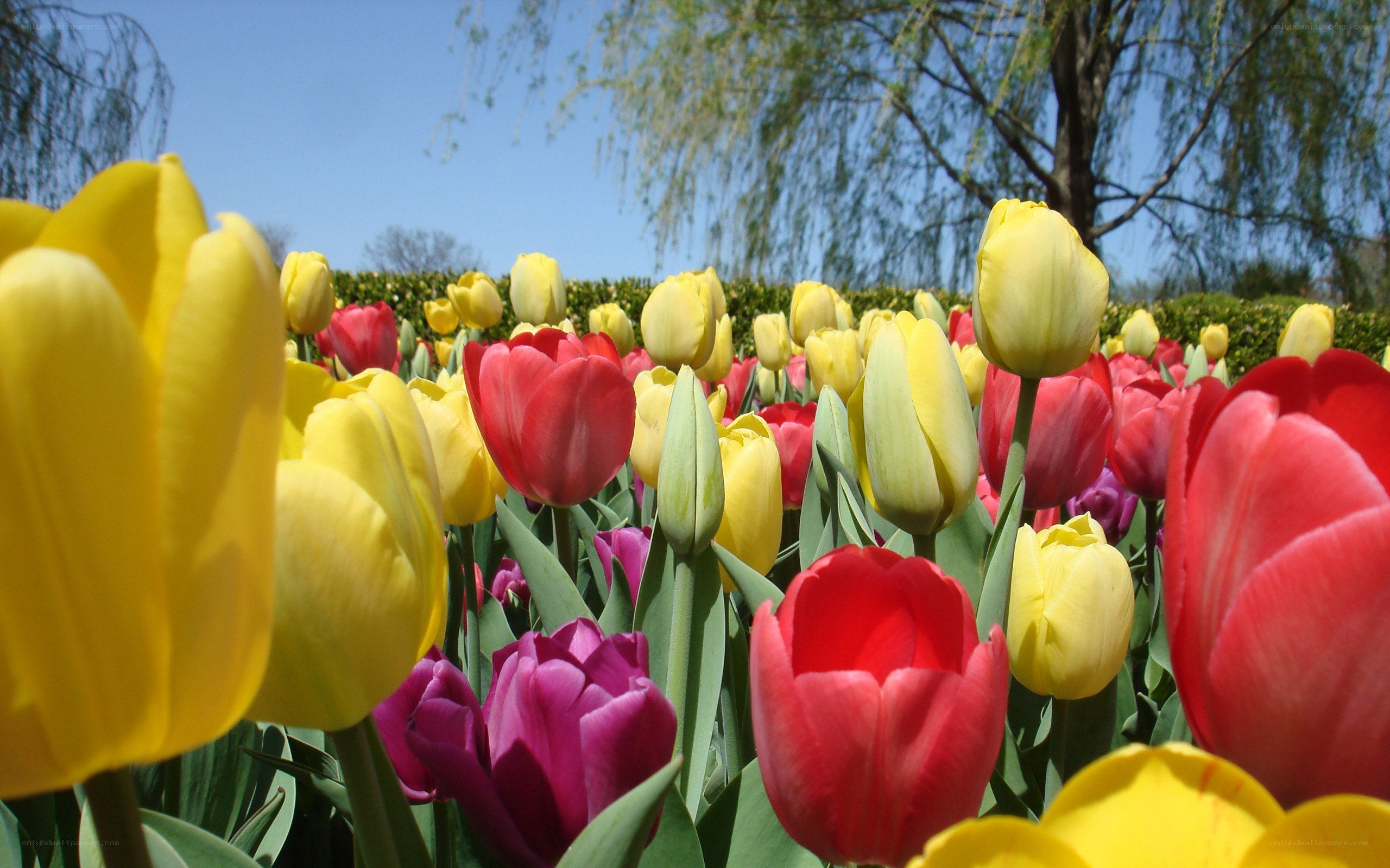 Colorful tulip field in spring