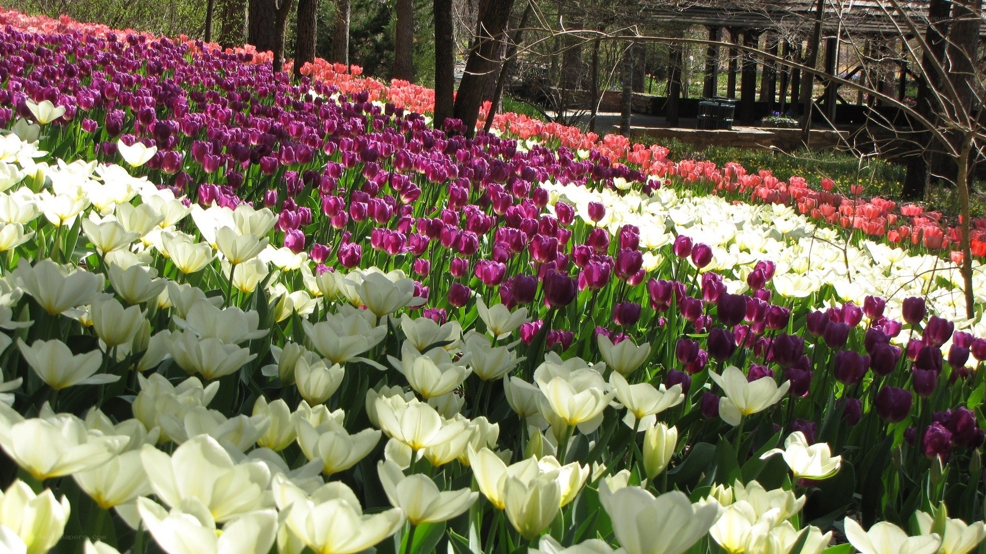 Colorful tulip field in spring