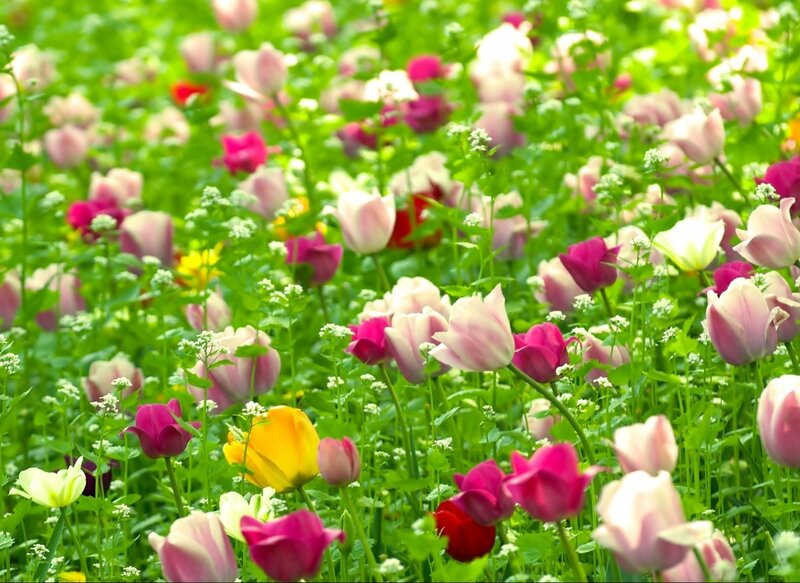 Colorful Tulip Field — Pink, Serene