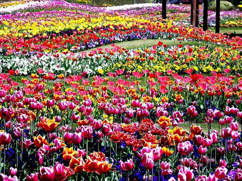 Colorful Tulip Field — Pink