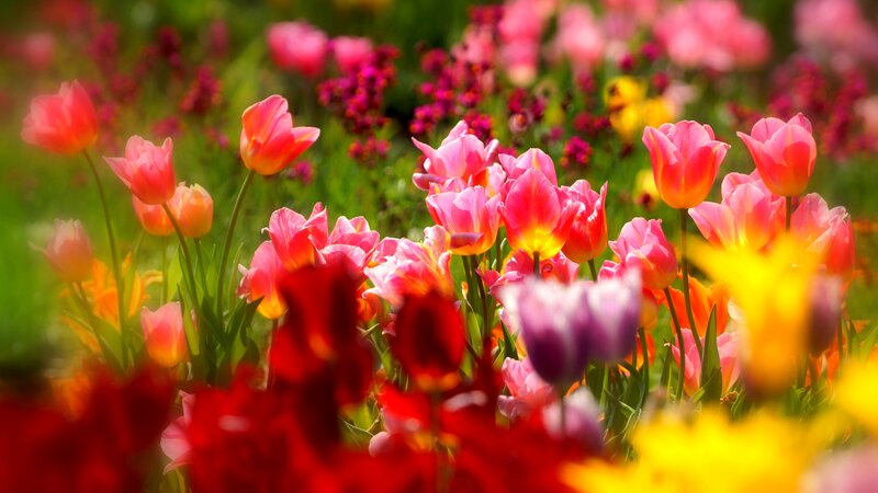 Colorful Tulip Field — Pink, Vibrant, Afternoon
