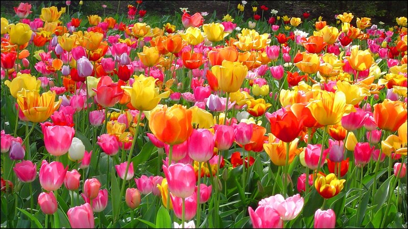 Colorful Tulip Field — Pink, Vibrant, Spring, Photograph, Flowers