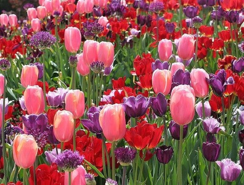 Colorful Tulip Field — Pink, Vibrant, Spring, Photograph