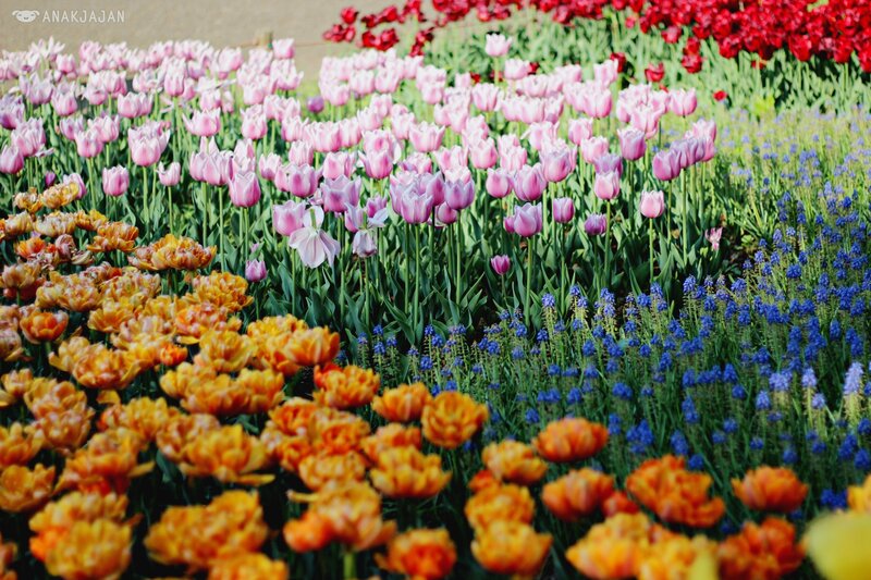 Colorful Tulip Field — Pink, Vibrant, Spring, Photograph, Tulips