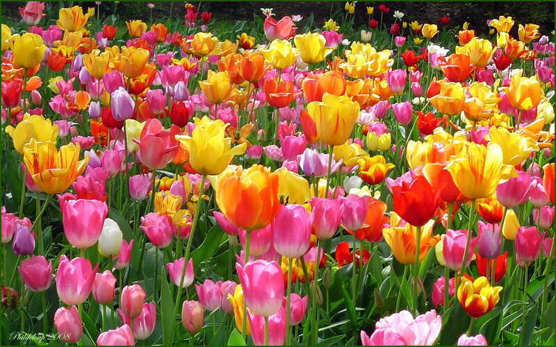Colorful Tulip Field — Pink, Vibrant, Spring