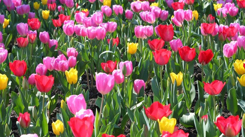 Colorful Tulip Field — Pink, Vibrant