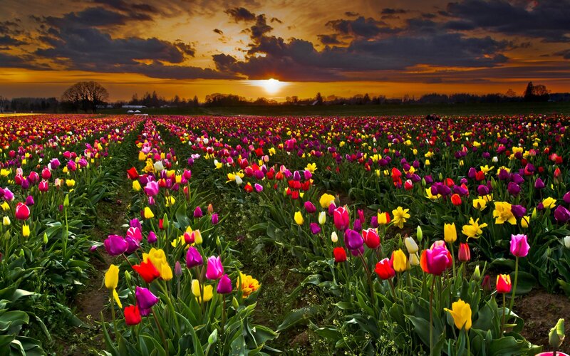 Colorful Tulip Field — Purple, Dramatic, Sunset, Photograph, Clouds