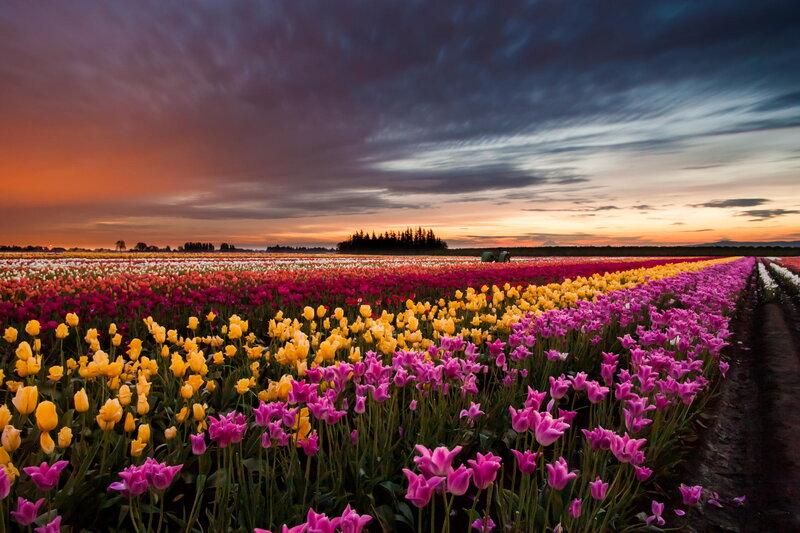 Colorful Tulip Field — Purple, Dramatic, Sunset, Photograph