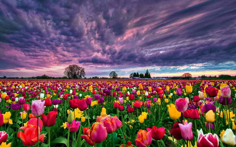 Colorful Tulip Field — Purple, Dramatic, Sunset