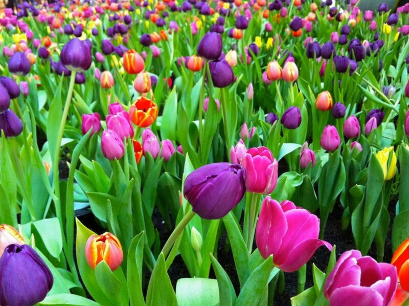 Colorful Tulip Field — Purple
