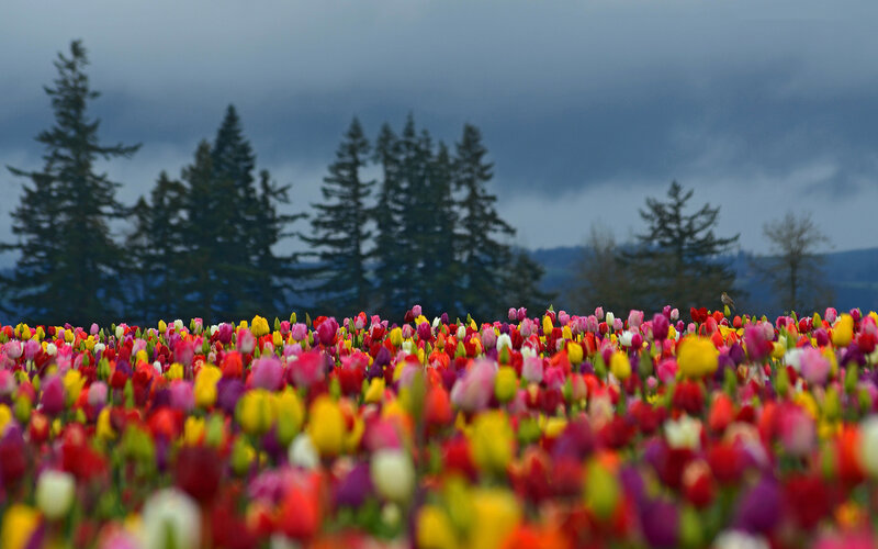 Colorful Tulip Field — Red, Dramatic, Spring, Photograph