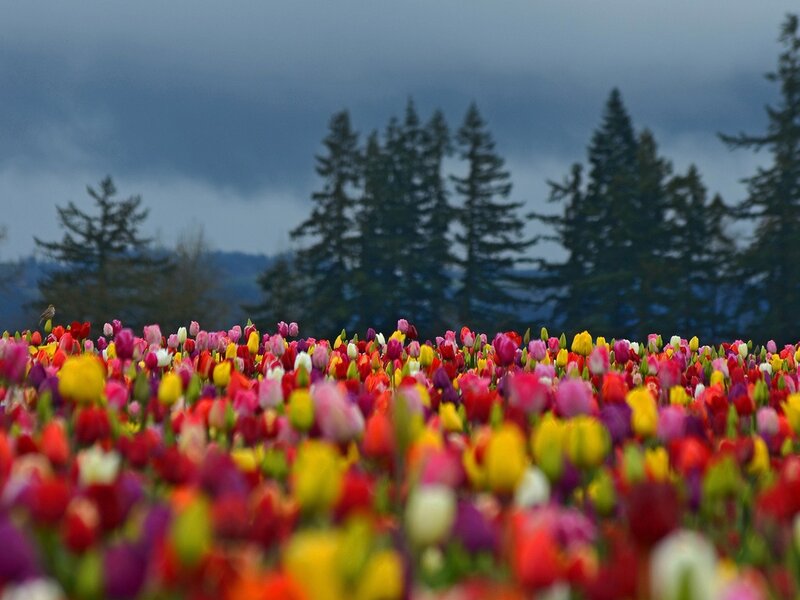 Colorful Tulip Field — Red, Dramatic, Spring, Photograph, Trees