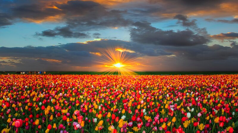 Colorful Tulip Field — Red, Dramatic, Sunset