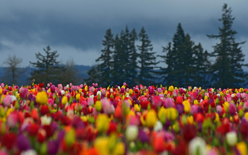 Colorful Tulip Field — Red, Dramatic