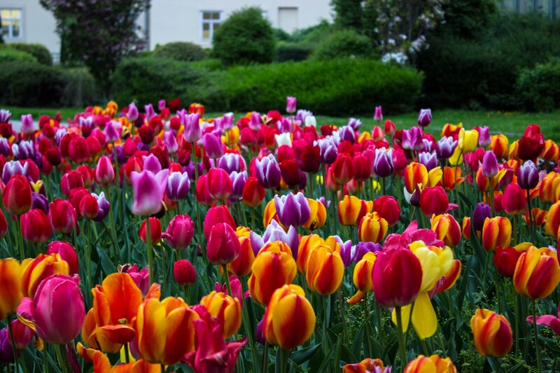 Colorful Tulip Field — Red, Serene, Spring, Photograph, Flowers