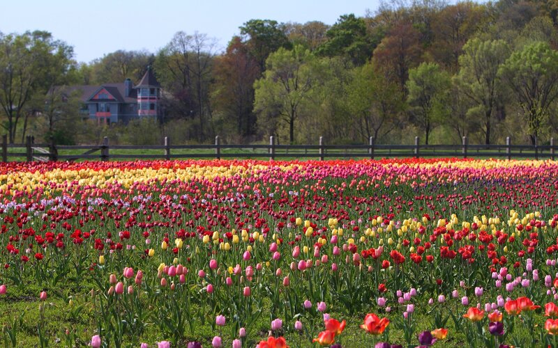 Colorful Tulip Field — Red, Serene, Spring, Photograph, House