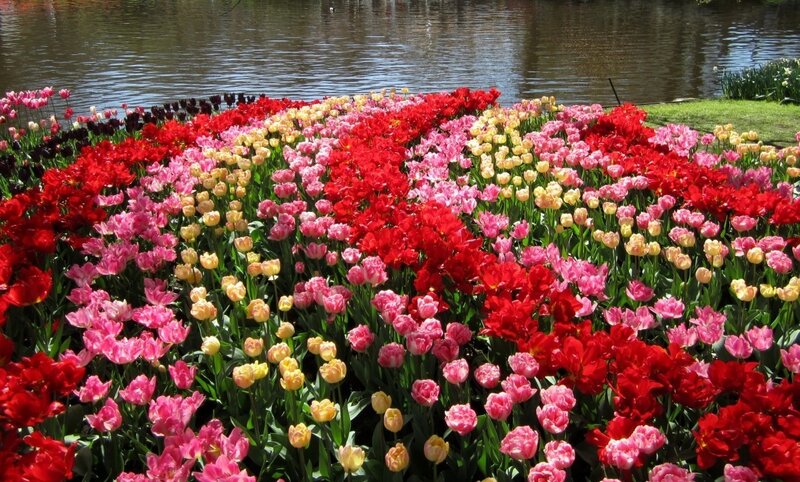 Colorful Tulip Field — Red, Serene, Spring, Photograph, River