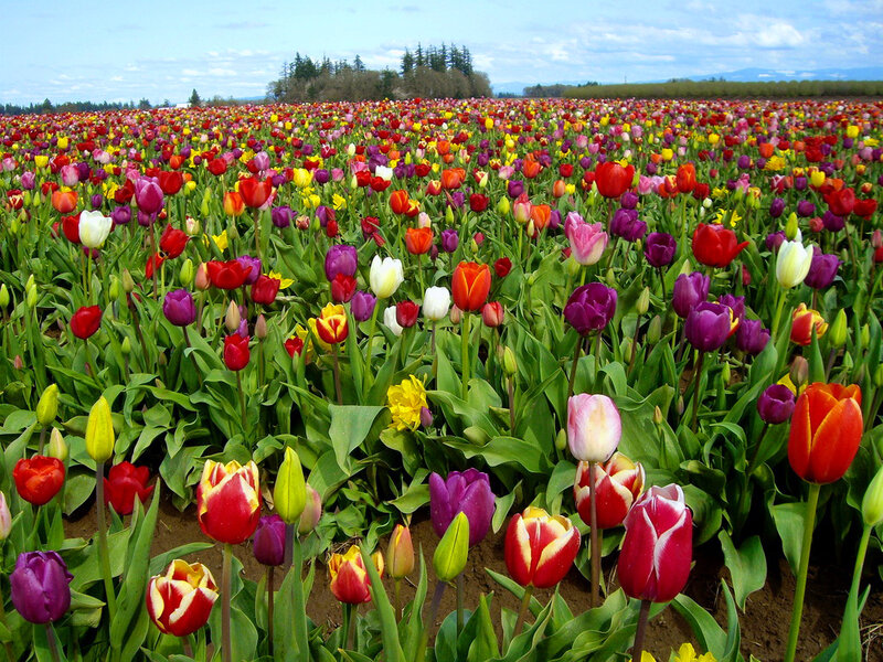Colorful Tulip Field — Red, Serene, Spring, Photograph