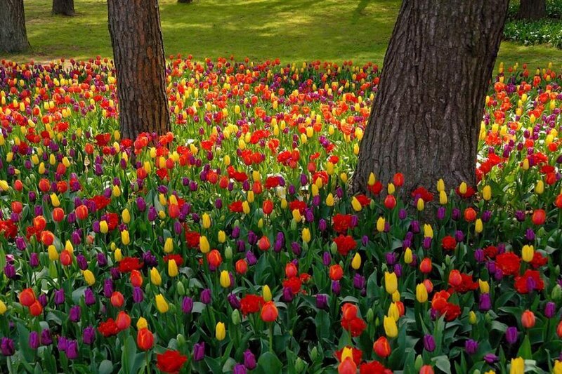 Colorful Tulip Field — Red, Serene, Spring, Photograph, Trees
