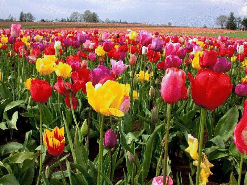 Colorful Tulip Field — Red, Serene, Spring
