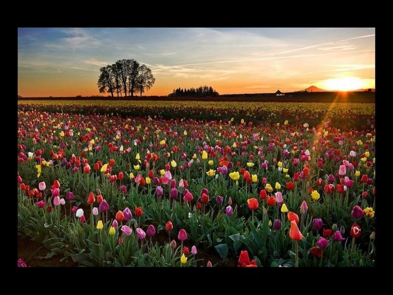 Colorful Tulip Field — Red, Serene, Sunset