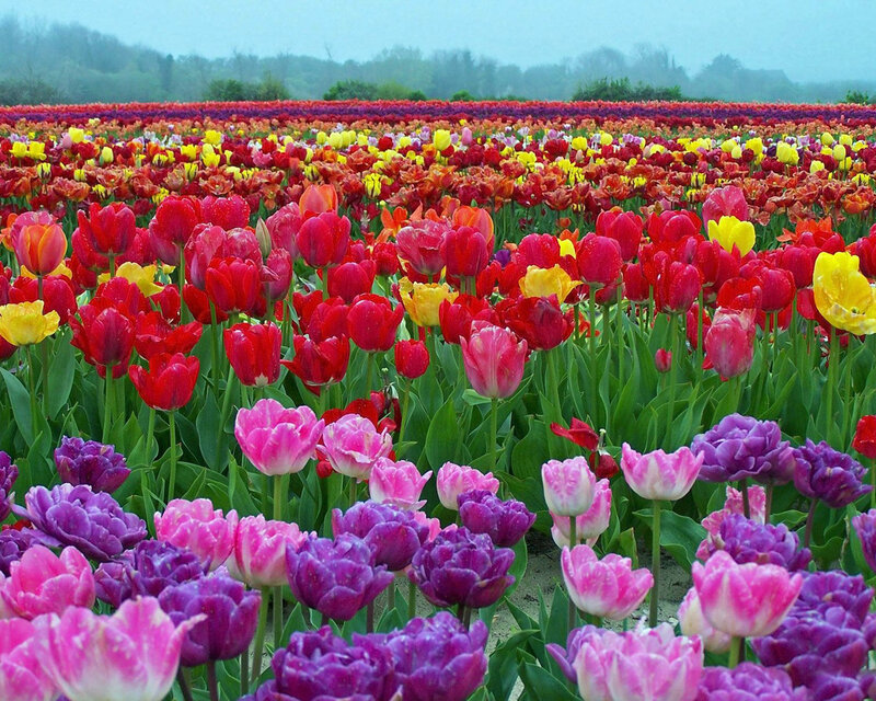 Colorful Tulip Field — Red, Serene