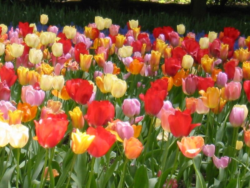 Colorful Tulip Field — Red