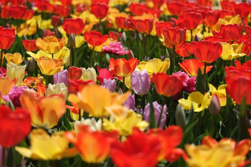Colorful Tulip Field — Red, Vibrant, Spring, Photograph, Flowers, Green Leaves, Sunlight