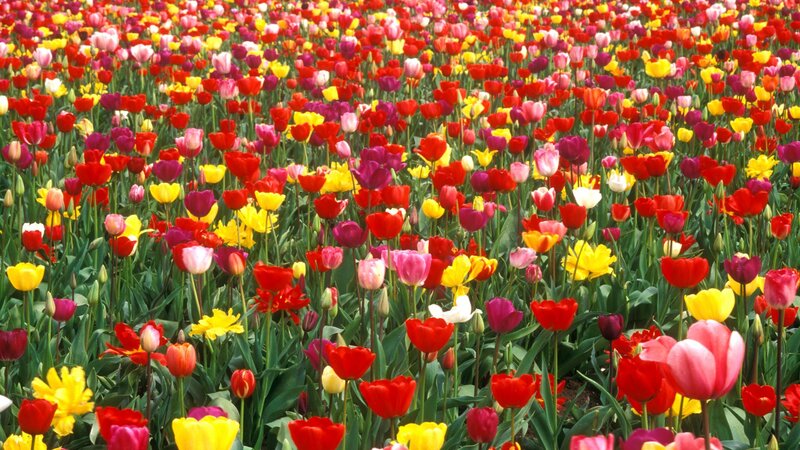 Colorful Tulip Field — Red, Vibrant, Spring, Photograph, Flowers, Green Leaves, Yellow