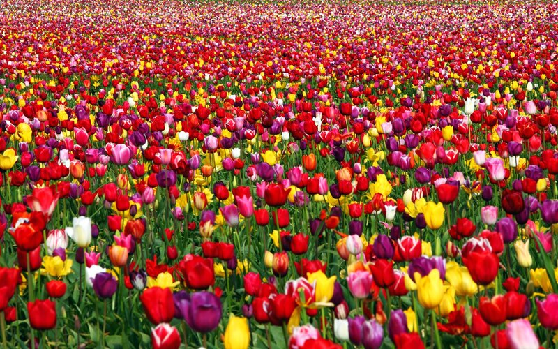Colorful Tulip Field — Red, Vibrant, Spring, Photograph, Flowers
