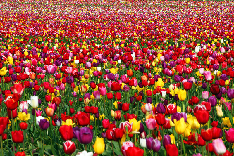 Colorful Tulip Field — Red, Vibrant, Spring, Photograph