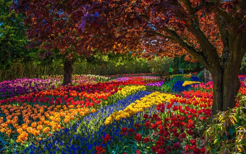 Colorful Tulip Field — Red, Vibrant, Spring, Photograph, Trees