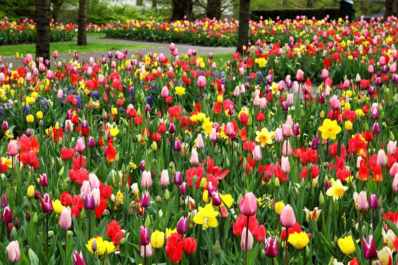 Colorful Tulip Field — Red, Vibrant, Spring, Photograph, Tulips, Daffodils