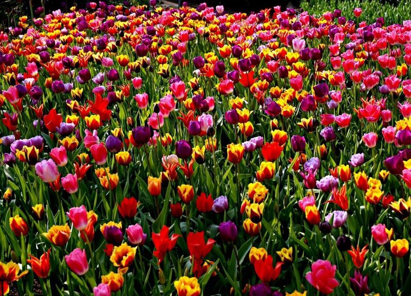Colorful Tulip Field — Red, Vibrant, Spring